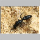 Tiphia femorata - Rollwespe m02 9mm Sandgrube Niederinghaussee.jpg